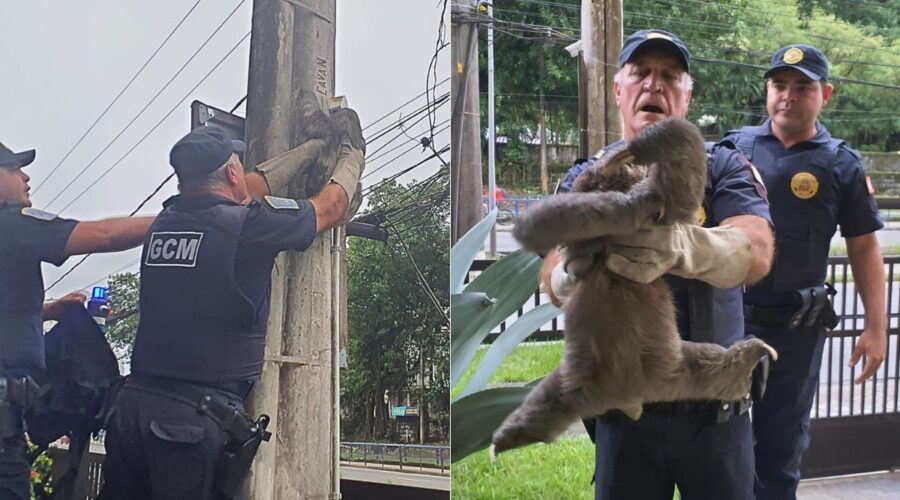 Bicho-preguiça é resgatado após subir em poste de energia em São Vicente, SP