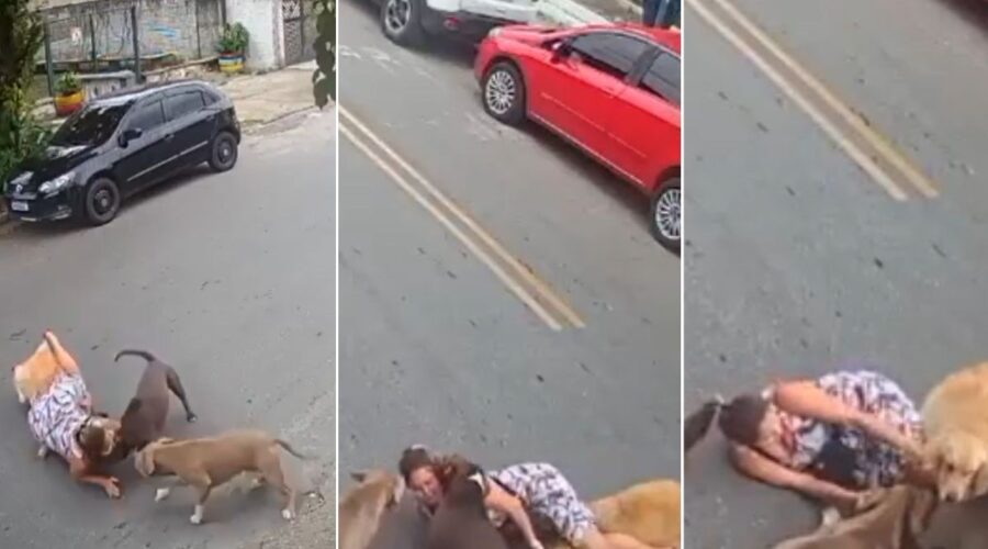 Grávida de sete meses cai ao proteger cachorro de cães de grande porte em Santos; VEJA