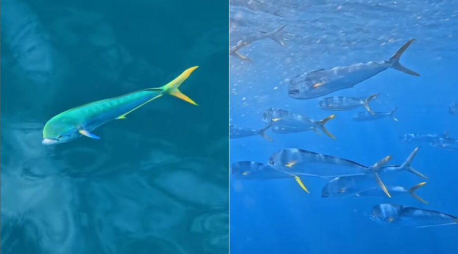 Fotógrafo registra cardume de dourados-do-mar e internautas confundem com IA; VÍDEO