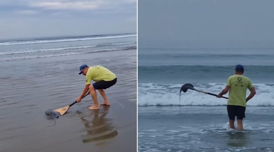 Raia encalha e é devolvida ao mar após ser transportada em remo no litoral de SP; VÍDEO