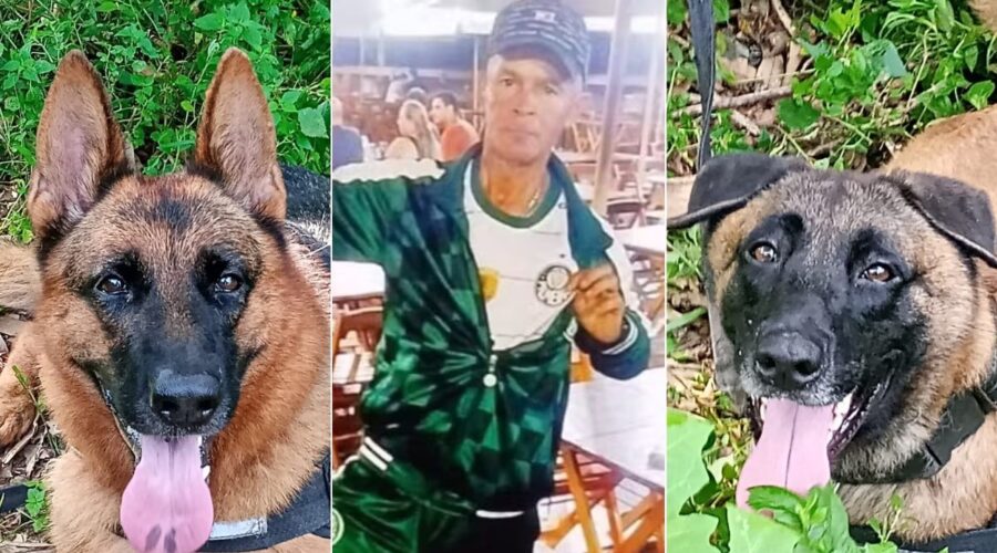 Cães farejadores identificam odor na mata que pode ser de idoso desaparecido