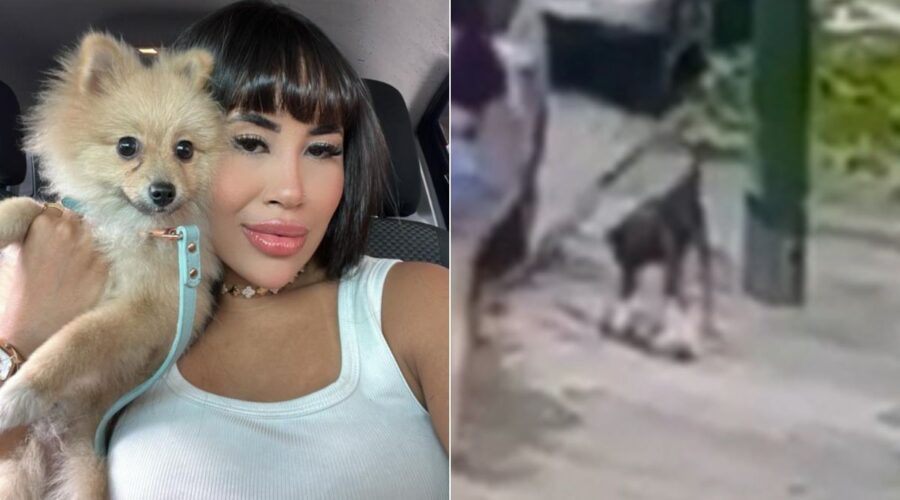 Cachorro morre após fugir de casa e ser atacado por outro cão no litoral de SP; VÍDEO