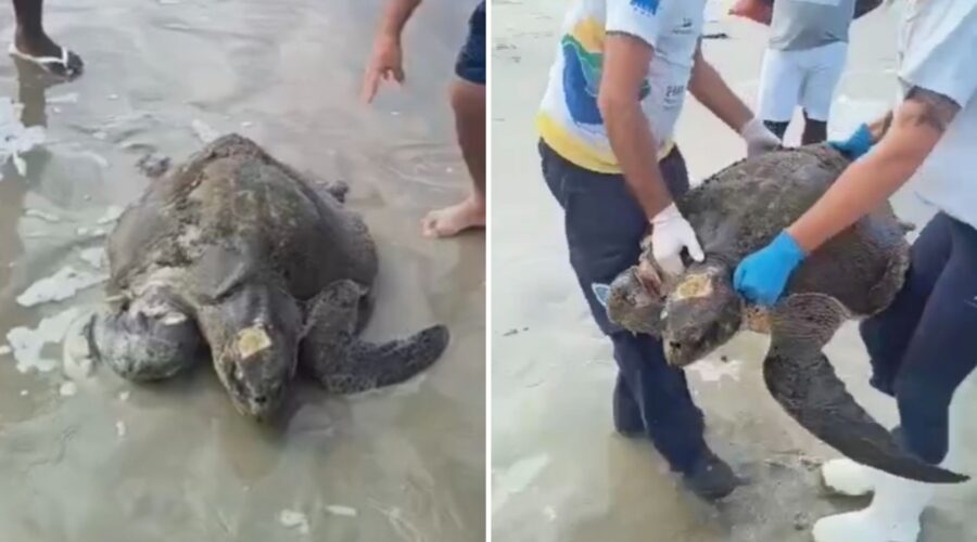 Tartaruga de 46 kg ameaçada de extinção é resgatada no litoral de SP; VÍDEO