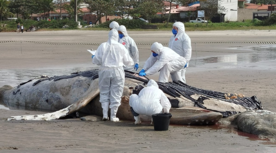 Baleia-jubarte morta é encontrada atolada em praia do litoral de SP; VÍDEO