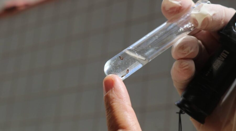 Santos, SP, segue em estado de alerta para o mosquito Aedes Aegypti, diz estudo