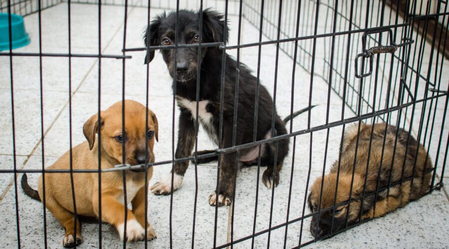 Cães e gatos resgatados procuram novo lar em São Vicente, SP; veja como adotar