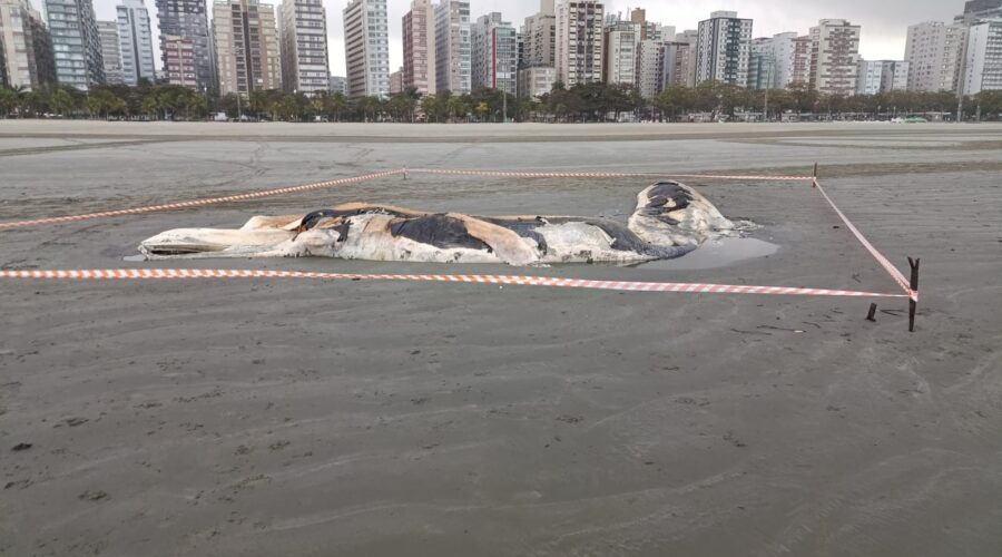 Baleia jubarte em estado de decomposição encalha em praia de Santos, SP