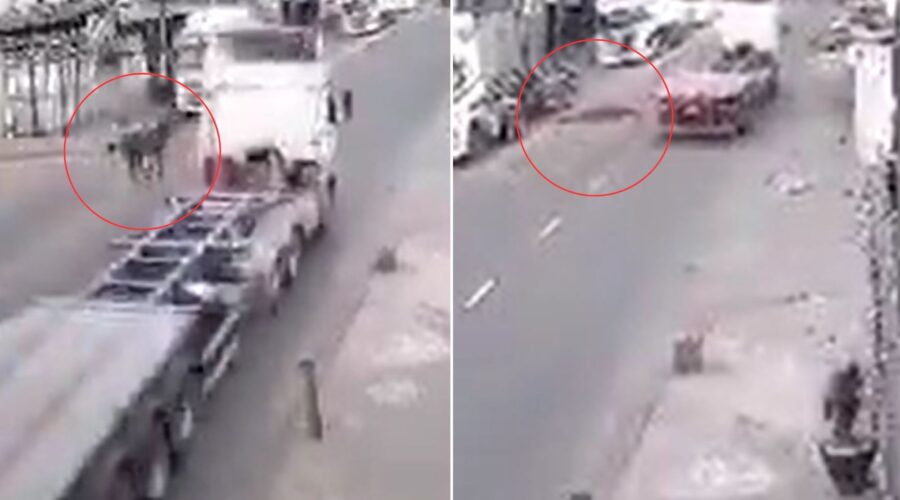 Vídeo mostra cavalo sendo atropelado por caminhão em rua movimentada de Guarujá, SP