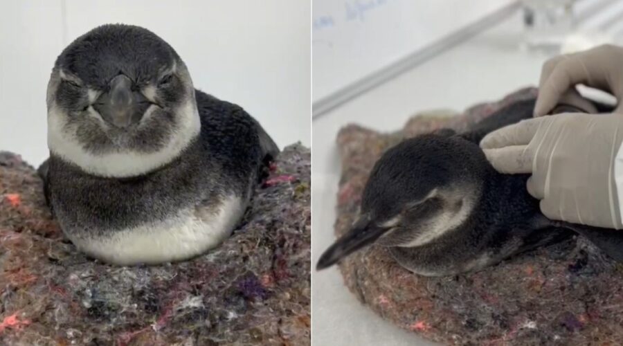Mais de 40 pinguins são encontrados mortos em uma semana no litoral de SP