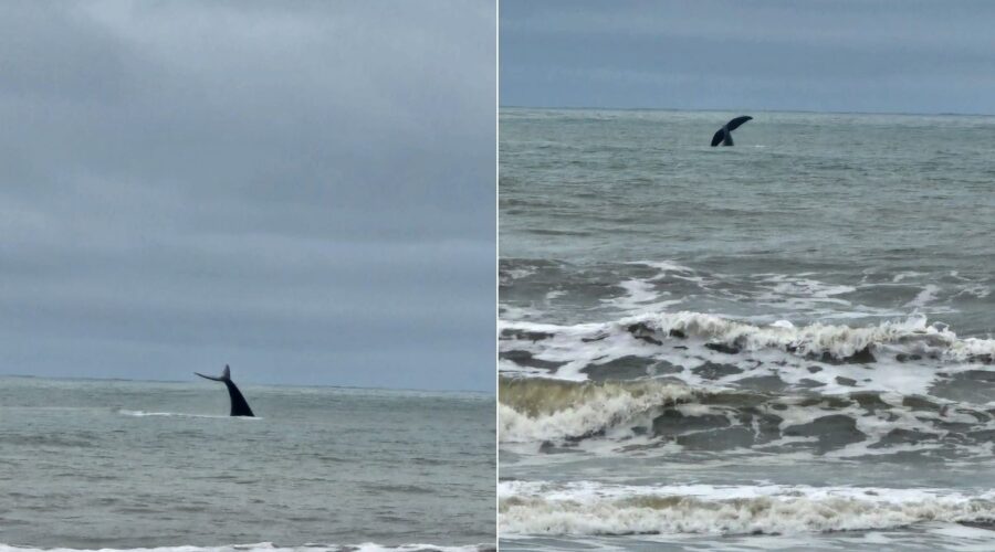 Baleia-franca-austral surpreende pescadores ao dar pulos próximo à costa do litoral de SP