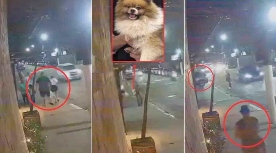 Vídeo mostra homem em situação de rua entregando cachorro furtado a casal no litoral de SP