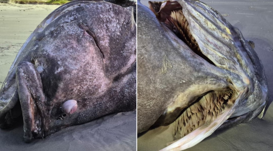 'Gigante dos Mares', peixe ameaçado de extinção é encontrado morto em Guarujá