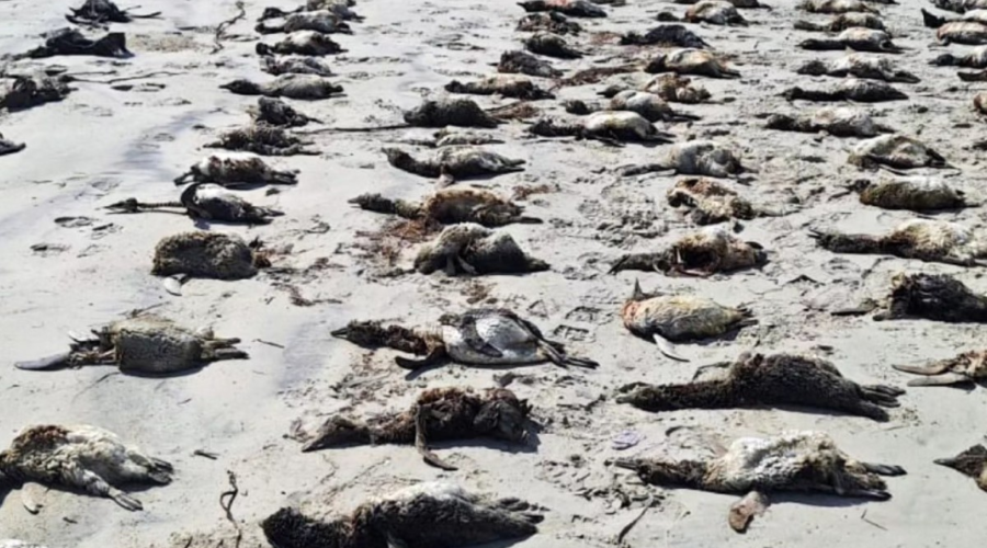 'Encalhe em massa': mais de 350 pinguins-de-magalhães são encontrados mortos no litoral de SP