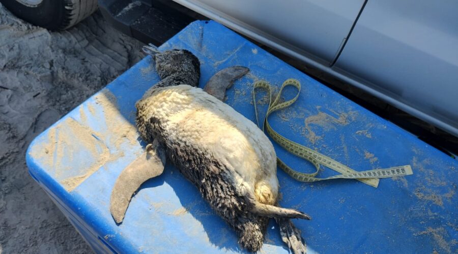 Veja o que pode ter levado a morte dos mais de 500 pinguins em menos de uma semana no litoral brasileiro