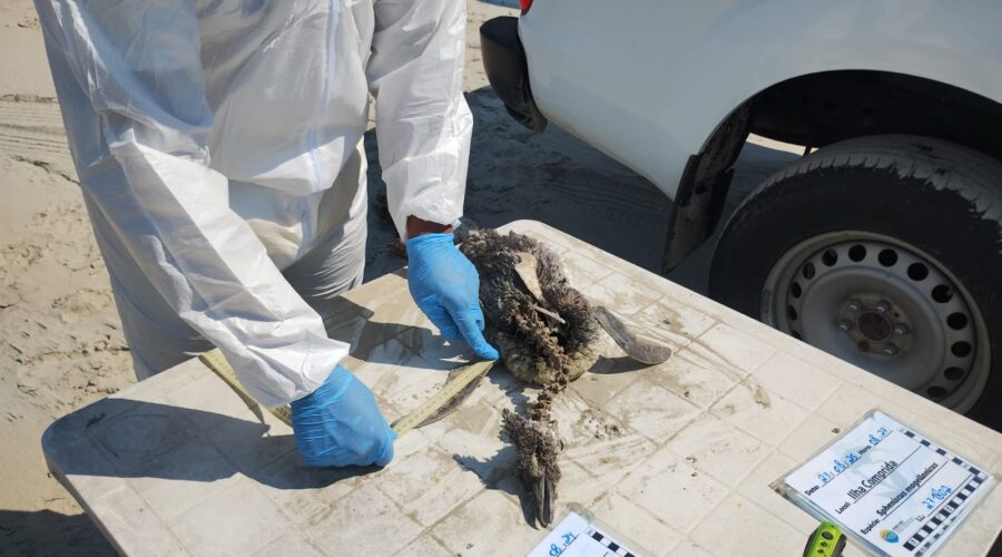 Veja o que se sabe sobre o caso dos mais de 800 pinguins encontrados mortos no litoral de SP