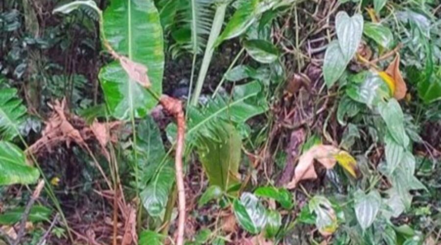 Homem é encontrado morto em ribanceira às margens de rodovia em SP