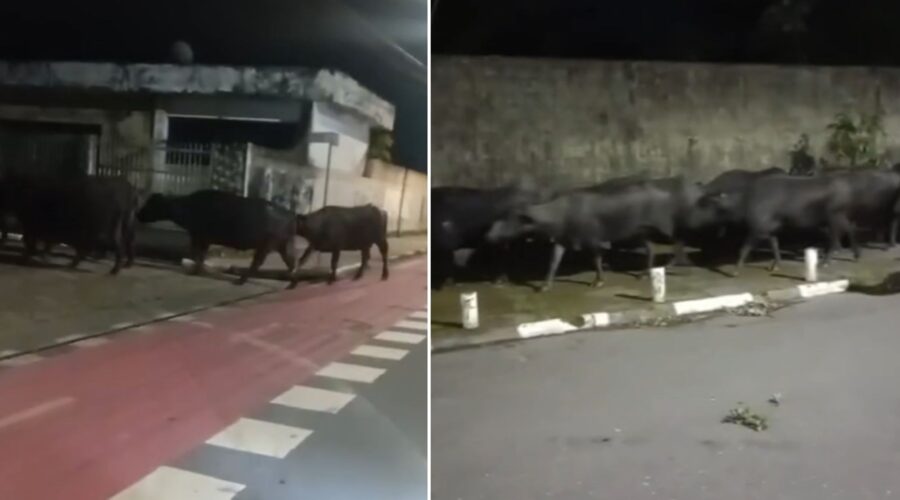 Manada de búfalos é flagrada invadindo as ruas de Iguape; VÍDEO
