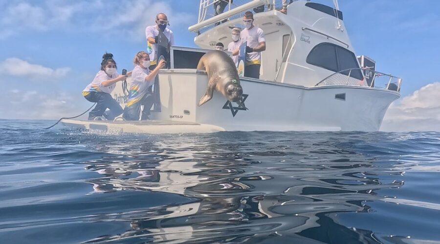 Lobo-marinho e elefante-marinho são soltos no mar com rastreadores no litoral de SP; VEJA