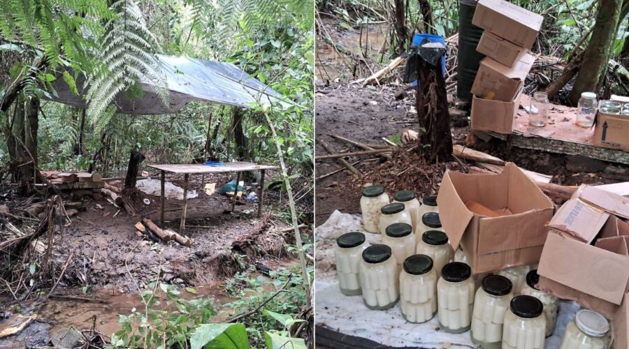 Polícia Ambiental desativa fábrica clandestina de palmito ameaçado de extinção no interior de SP