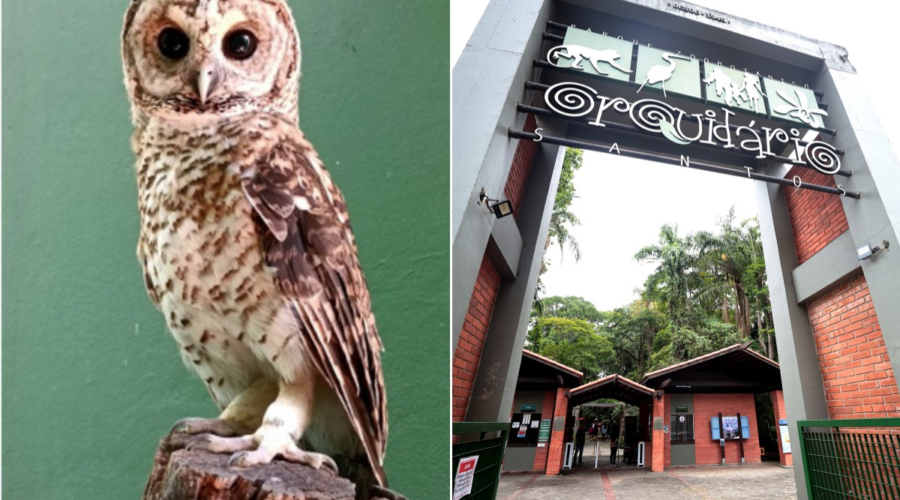 Bactérias super-resistentes são encontradas em aves no litoral de SP