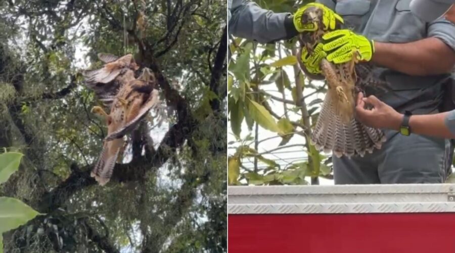 Gavião asa-de-telha é salvo após ficar enroscado em linha de pipa presa em árvore; VÍDEO