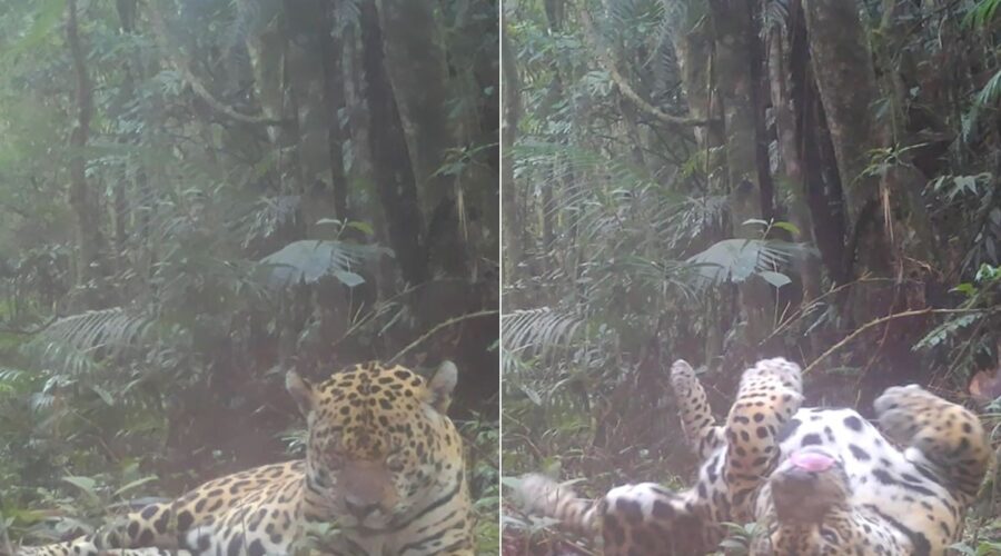 Maior felino das Américas é flagrado descansando em unidade de conservação; ASSISTA