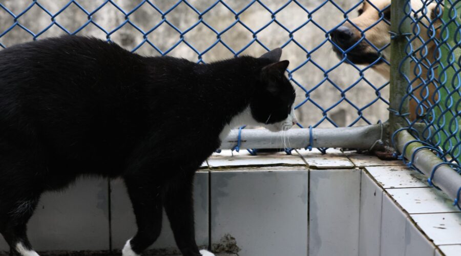 Santos veta proibição de pets em condomínios e multa pode chegar a R$ 10 mil
