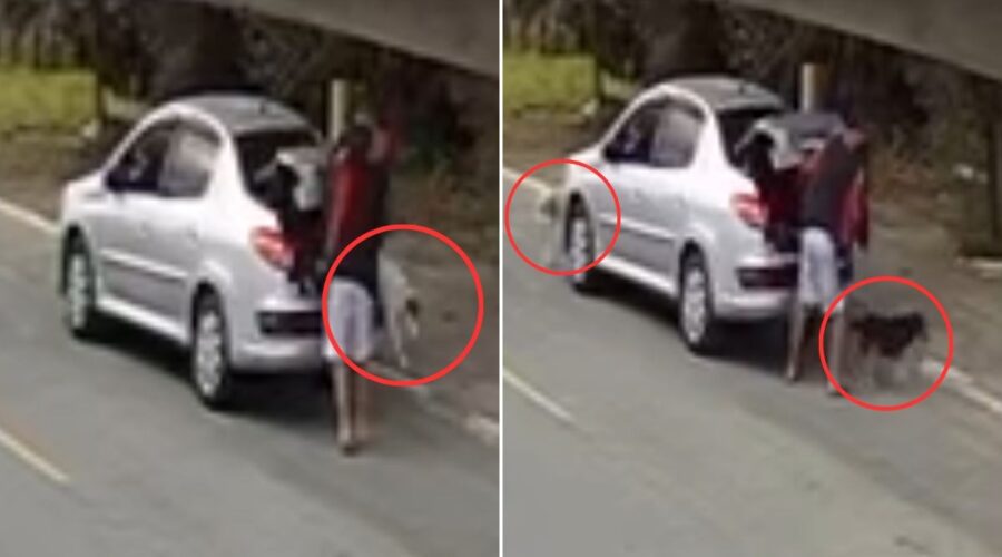 Homem flagrado deixando cachorros no meio da rua no litoral de SP não cometeu crime, diz polícia
