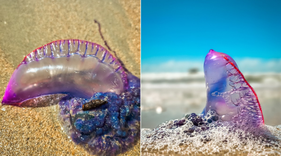 Caravelas-portuguesas voltam ao litoral de SP e acendem alerta para queimaduras graves; VÍDEO