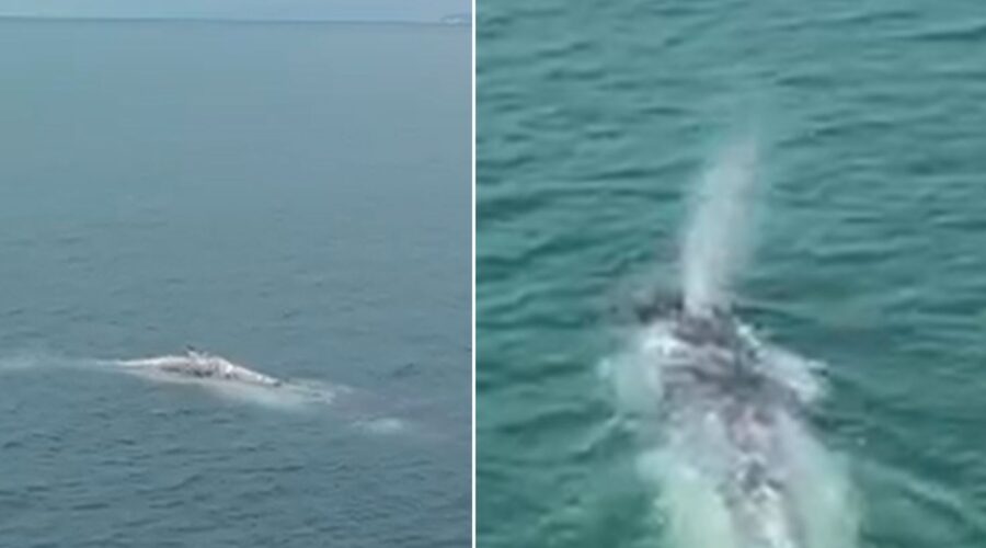 Drone flagra baleia-jubarte descansando perto da costa de Praia Grande; VEJA