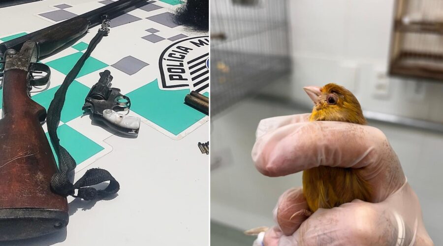 Homem é preso e multado em mais de R$ 50 mil após PM encontrar aves em cativeiro no interior de SP