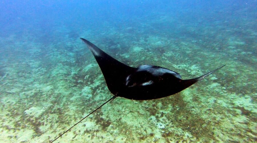 Nova espécie de raia é descoberta por pesquisadores, que homenageiam lenda do folclore brasileiro; entenda