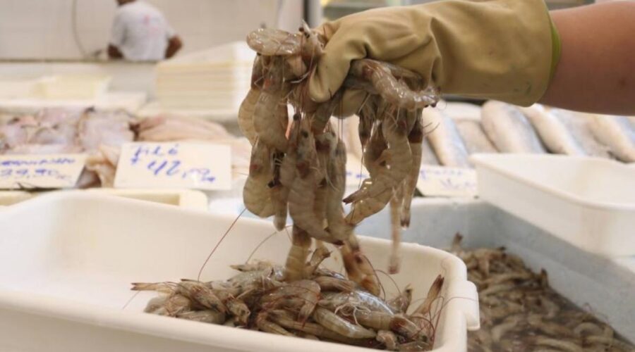 Mercado de Peixes de Santos realiza Festival do Camarão Cinza com descontos de 20%; confira