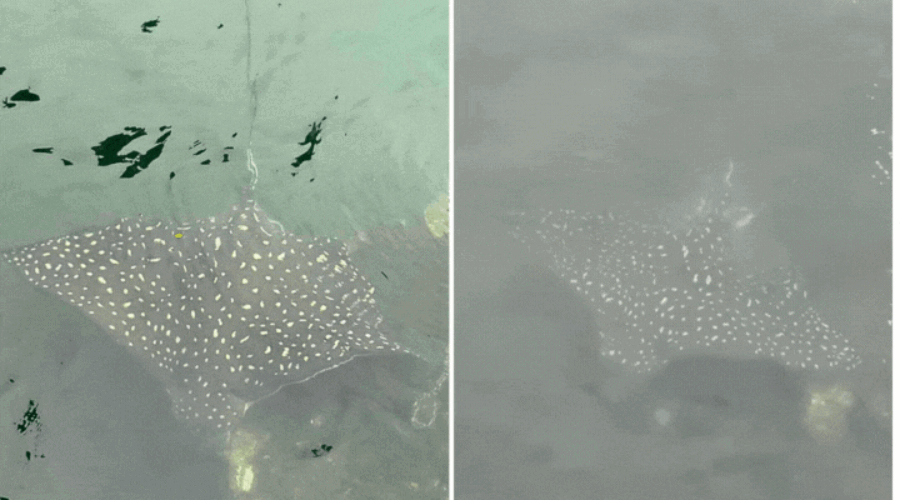 Raia-chita surpreende guardas portuários em Santos; espécie pode pesar 200 kg