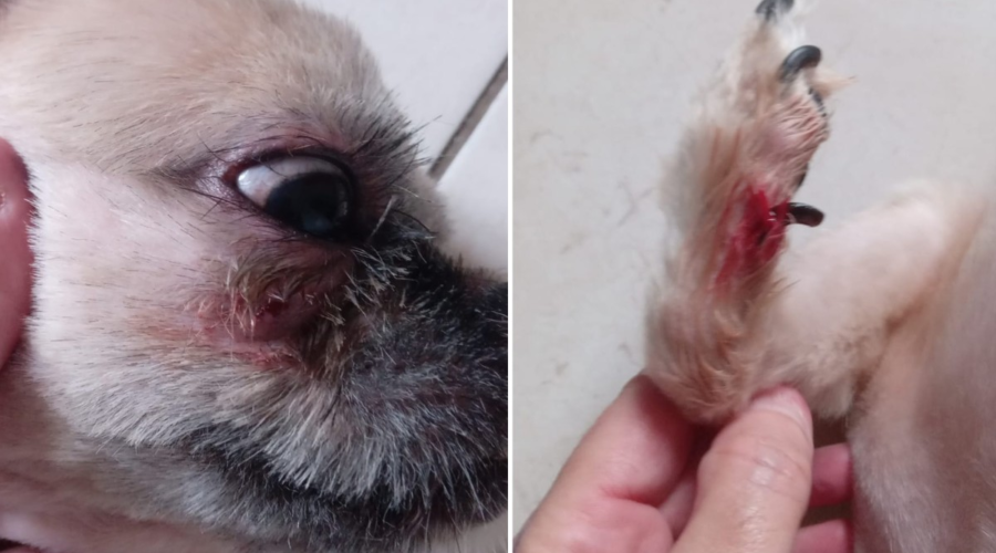 Shih tzu sai ferido de pet shop no litoral de SP com pata sangrando, unha pendurada e lesão no rosto