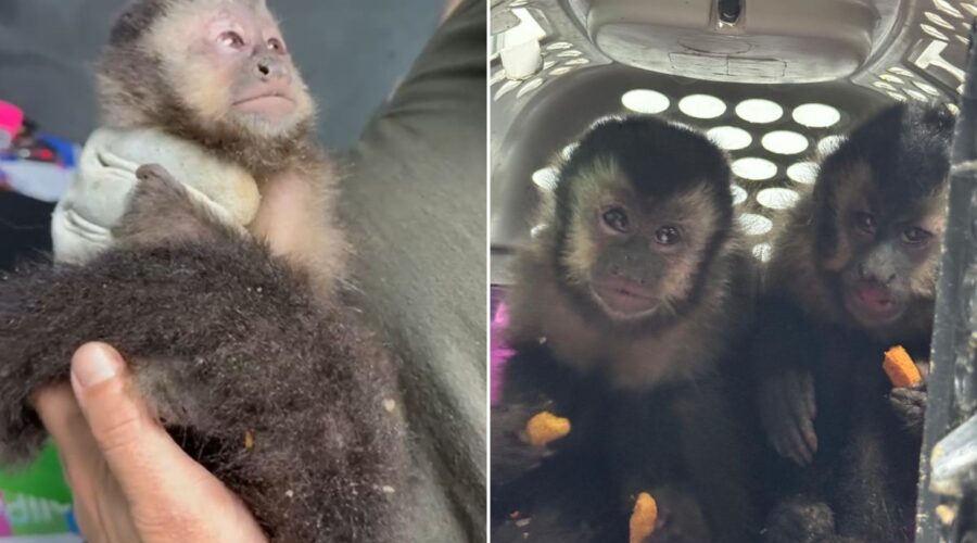 Quadrilha é presa por esquema de tráfico de animais silvestres; macacos-prego eram maltratados e vendidos
