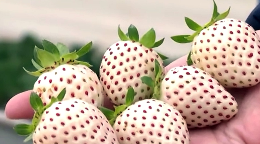 Morango com cerveja? São Vicente celebra sabores em festival