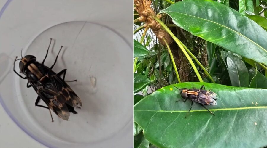 Mosca gigante, considerada uma das maiores do mundo, assusta morador em Santos; VÍDEO