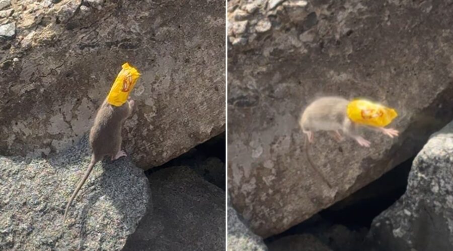 Rato é flagrado com pacote de paçoca preso na cabeça em praia do litoral de SP; VÍDEO