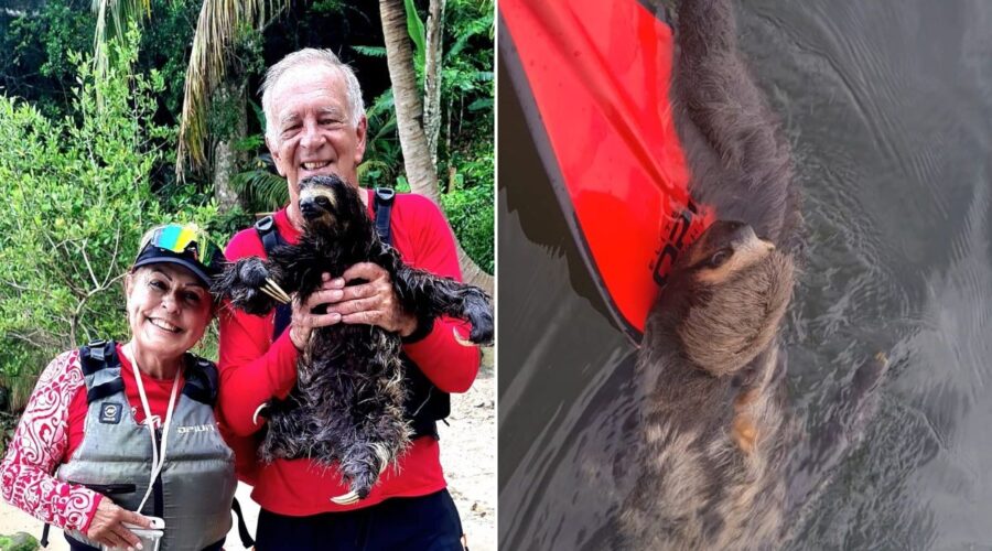 Casal de canoístas resgata bicho-preguiça à deriva no mar do litoral de SP: 'Estava pedindo socorro'; VÍDEO