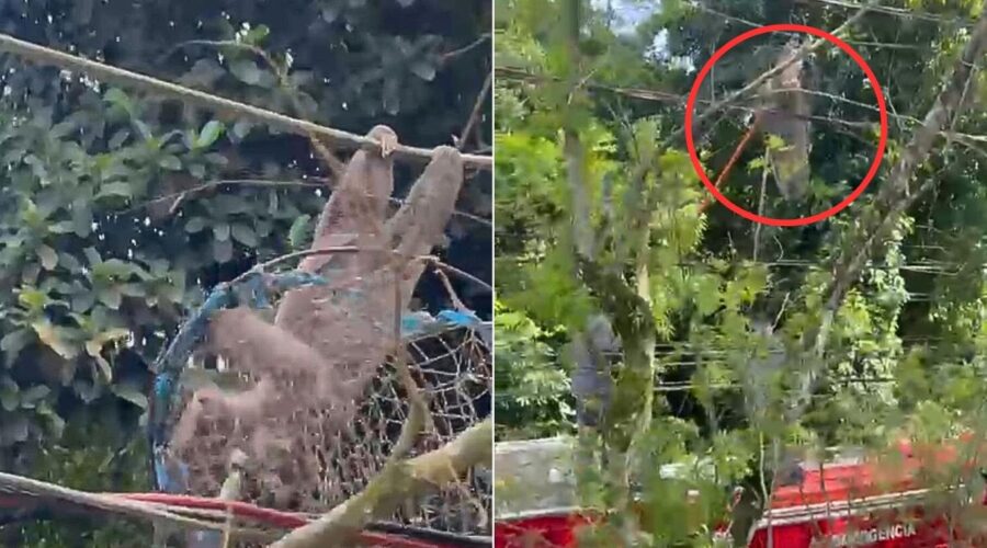 Bicho-preguiça é resgatado após subir em fiação de rede elétrica no litoral de SP; VÍDEO