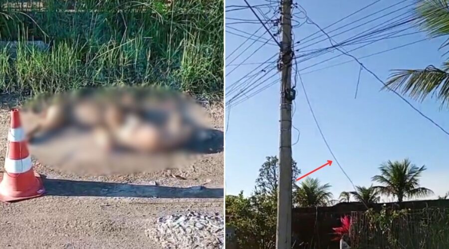 Cadelas morrem eletrocutadas após encostarem em fio de alta tensão que caiu durante ventania; VÍDEO