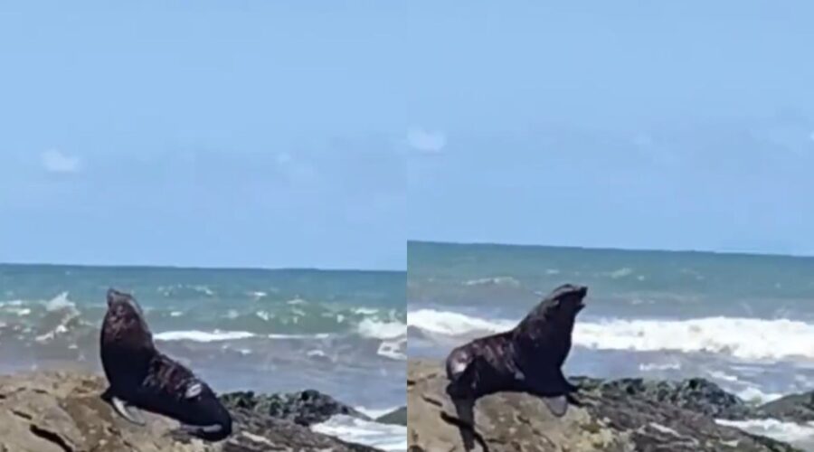 Lobo-marinho surpreende banhistas ao descansar nas pedras em praia do litoral de SP