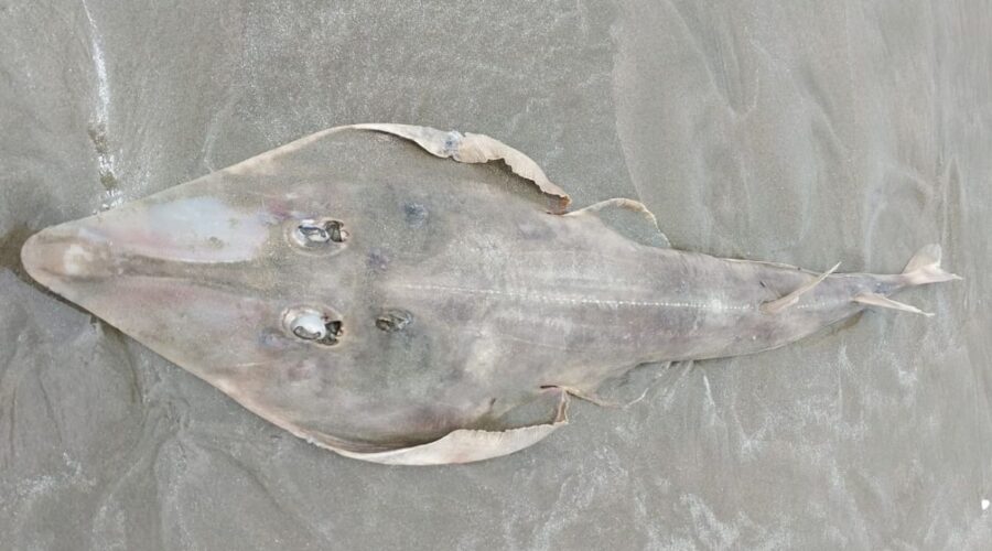 Raia-viola, criticamente em perigo de extinção, é encontrada morta em praia do litoral de SP