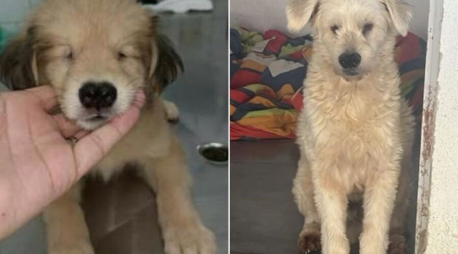 Cachorro cego viraliza e é adotado após quatro anos de espera; VÍDEO