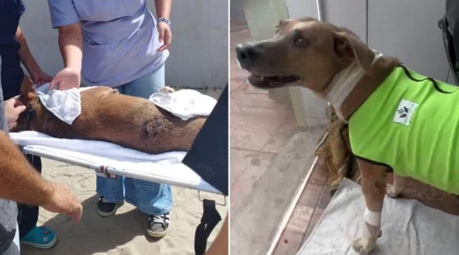 Cadela comunitária esfaqueada em praia de SP sobrevive; veja recuperação após cirurgia