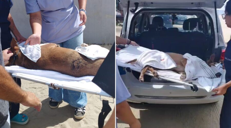 Cadela comunitária é esfaqueada em praia do litoral de SP; VÍDEO