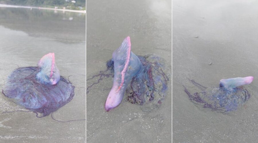 Caravelas-portuguesas 'invadem' praia do litoral de SP e biólogo alerta: ‘fascinante e perigoso’