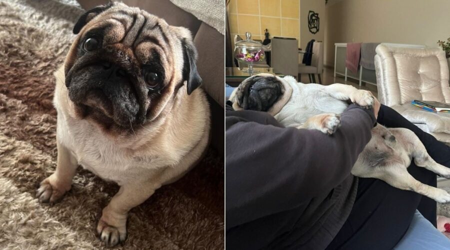 Cachorro morre de hipertermia horas após ser deixado em hotel pet no litoral de SP: 'arrancado da gente'