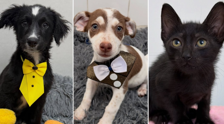 Negligência, maus-tratos e leis falhas refletem cenário de abandono de animais, aponta presidente de Instituto